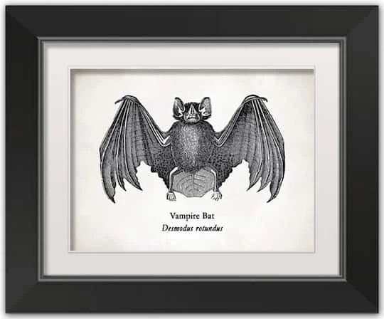 Vampire Bat Halloween Print In Black Frame 1 Vampire Bat Halloween Print In Black Frame