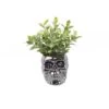 Flora Bunda® Tea Leaf In Metallic Ceramic Black Skull 8 Flora Bunda® Tea Leaf In Metallic Ceramic Black Skull -Halloween Decor Shop D511243S 1
