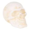 DII® Human Skull Cast Iron Paperweight 9 DII® Human Skull Cast Iron Paperweight -Halloween Decor Shop D662099S 1