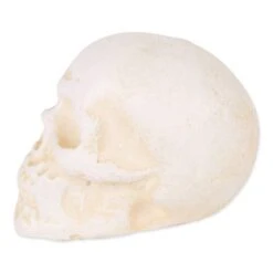 DII® Human Skull Cast Iron Paperweight -Halloween Decor Shop D662099S 2