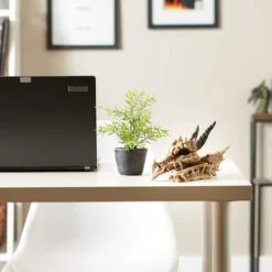 12" Snarling Dragon Skull Treasure Trove Box 10 12" Snarling Dragon Skull Treasure Trove Box -Halloween Decor Shop D670444S 4