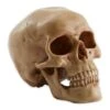 7" Grinning Highly Realistic Replica Human Skull Statue Home Décor 9 7" Grinning Highly Realistic Replica Human Skull Statue Home Décor -Halloween Decor Shop D670458S 1