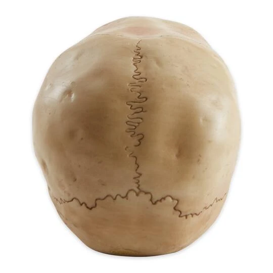 7" Grinning Highly Realistic Replica Human Skull Statue Home Décor 3 7" Grinning Highly Realistic Replica Human Skull Statue Home Décor - Image 3