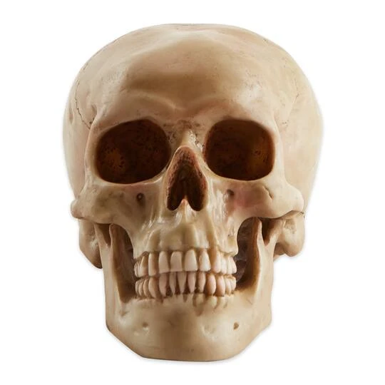 7" Grinning Highly Realistic Replica Human Skull Statue Home Décor 4 7" Grinning Highly Realistic Replica Human Skull Statue Home Décor - Image 4